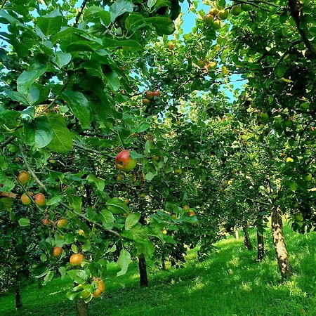 Apartamento In Murbachhof Up To 10 People Cooking Possible