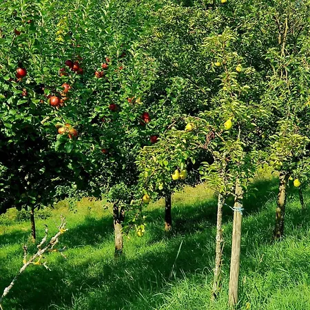 In Murbachhof Up To 10 People Cooking Possible Apartamento Bühl